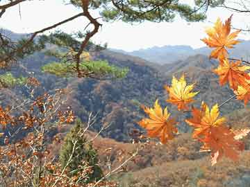 国产探花研究成果
